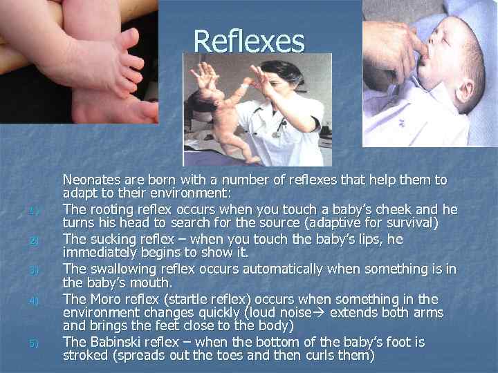 Reflexes 1) 2) 3) 4) 5) Neonates are born with a number of reflexes