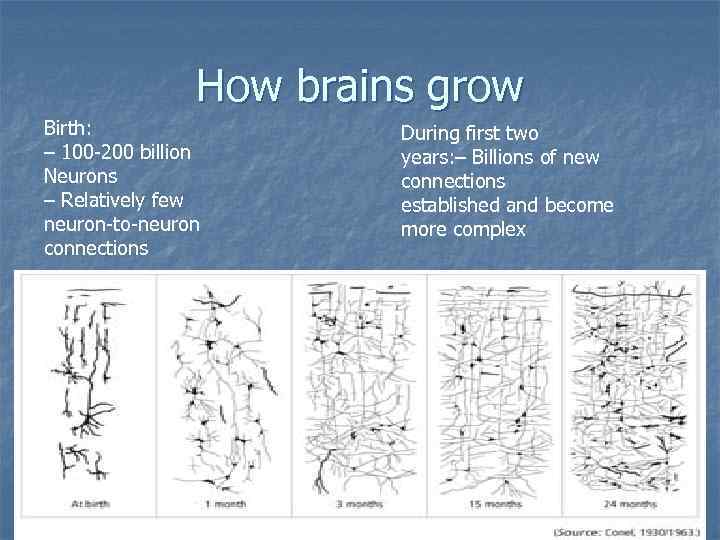 How brains grow Birth: – 100 -200 billion Neurons – Relatively few neuron-to-neuron connections