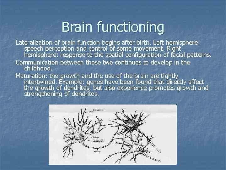 Brain functioning Lateralization of brain function begins after birth. Left hemisphere: speech perception and