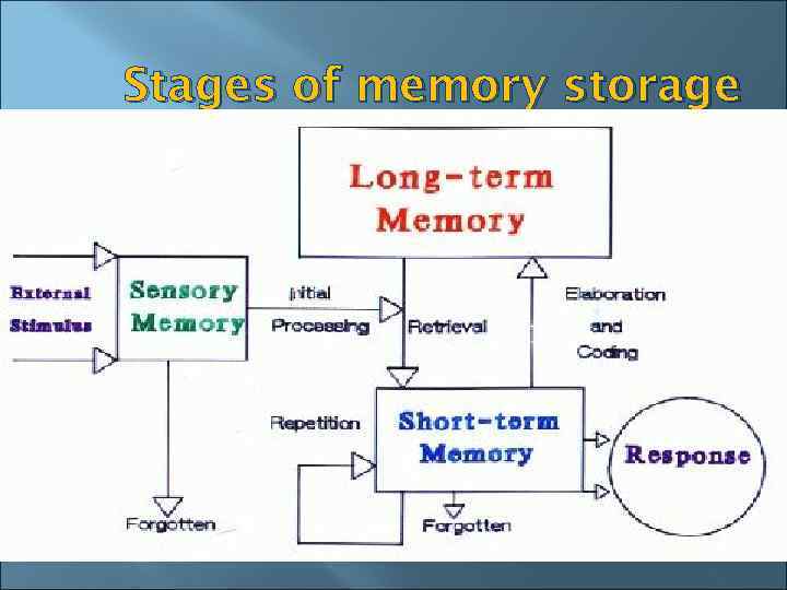 Stages of memory storage 