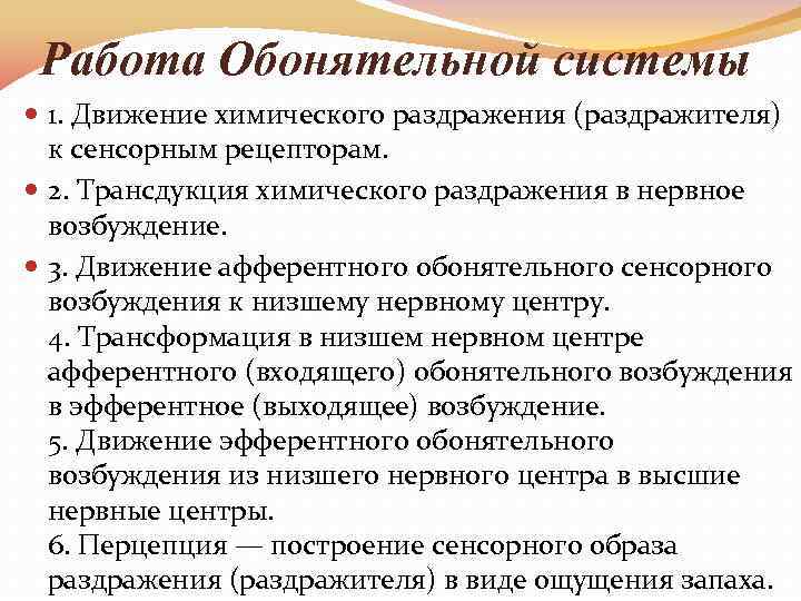 Работа Обонятельной системы 1. Движение химического раздражения (раздражителя) к сенсорным рецепторам. 2. Трансдукция химического