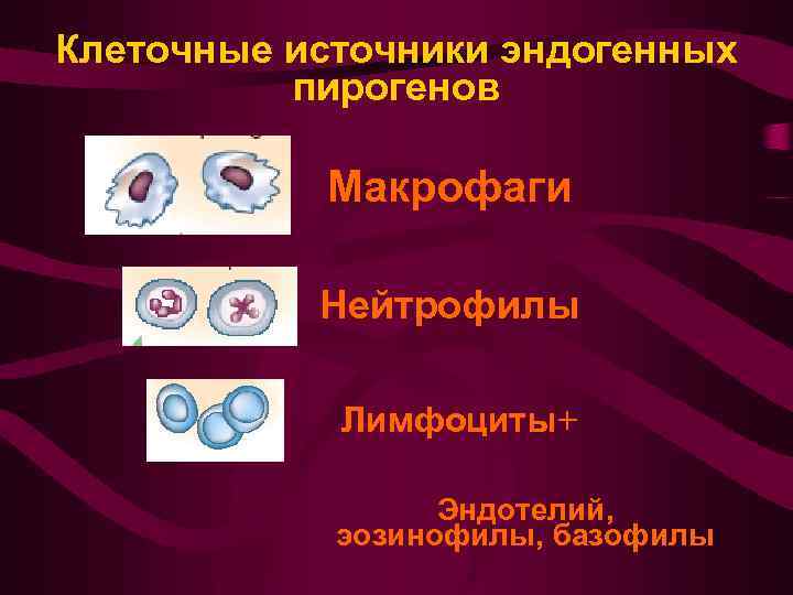 Клеточные источники эндогенных пирогенов Макрофаги Нейтрофилы Лимфоциты+ Эндотелий, эозинофилы, базофилы 