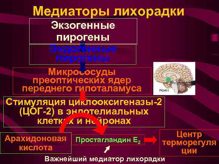 Медиаторы лихорадки Экзогенные пирогены Эндогенные пирогены Микрососуды преоптических ядер переднего гипоталамуса Стимуляция циклооксигеназы-2 (ЦОГ-2)