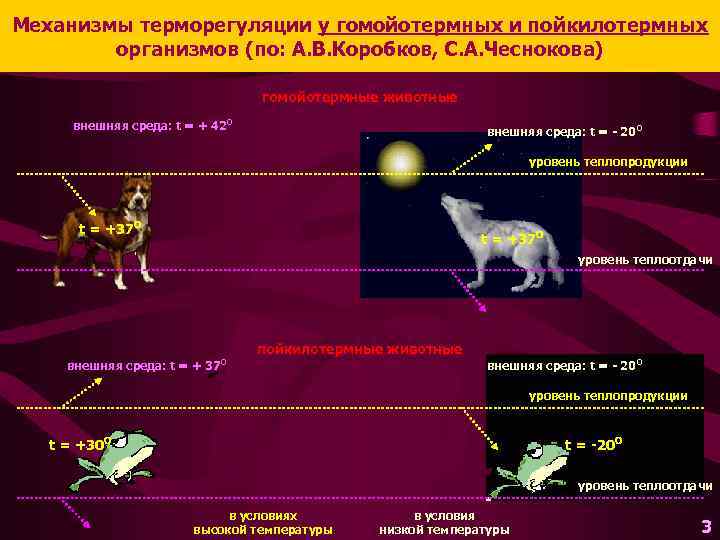 Механизмы терморегуляции у гомойотермных и пойкилотермных организмов (по: А. В. Коробков, С. А. Чеснокова)