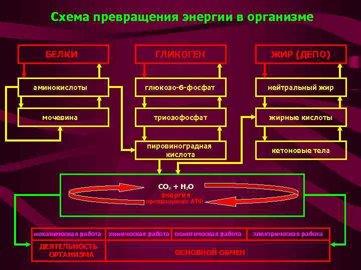 Схема превращения энергии в организме БЕЛКИ ГЛИКОГЕН ЖИР (ДЕПО) аминокислоты глюкозо-6 -фосфат нейтральный жир