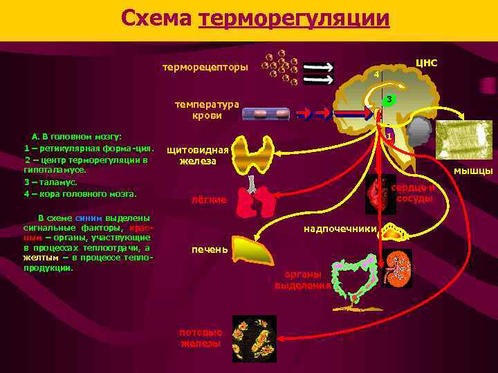 Где располагаются центры терморегуляции