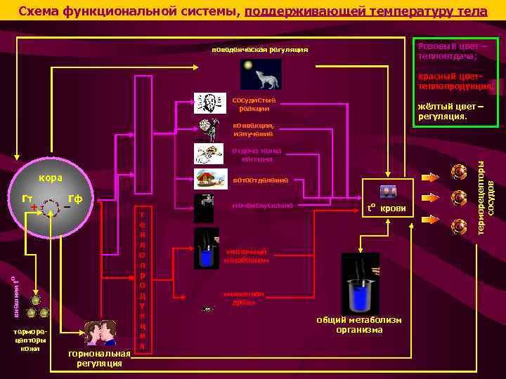 Схема функциональной системы, поддерживающей температуру тела Розовый цвет – теплоотдача; поведенческая регуляция кора Гф