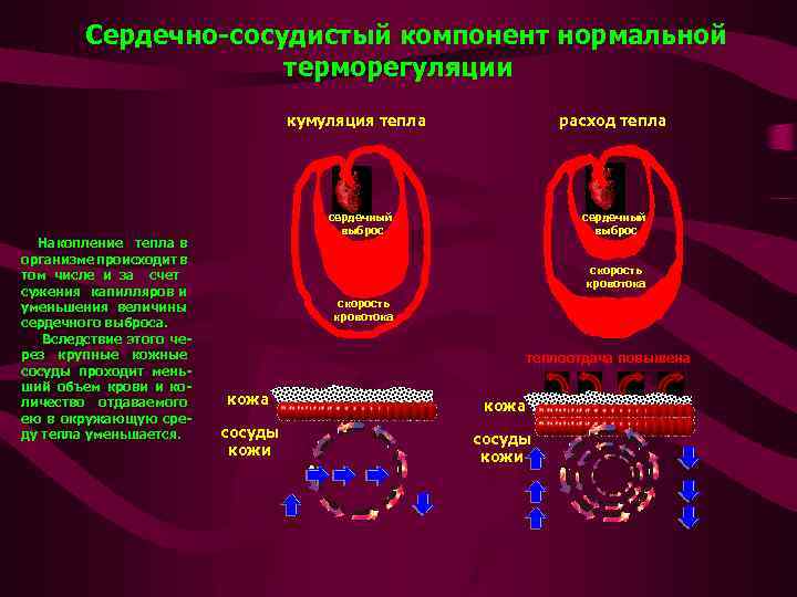 Сердечно-сосудистый компонент нормальной терморегуляции кумуляция тепла Накопление тепла в организме происходит в том числе