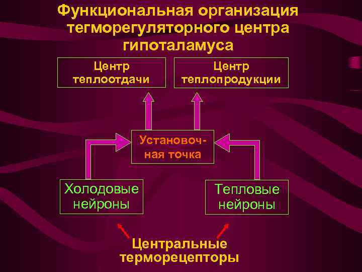 Функциональная организация тегморегуляторного центра гипоталамуса Центр теплоотдачи Центр теплопродукции Установочная точка Холодовые нейроны Тепловые