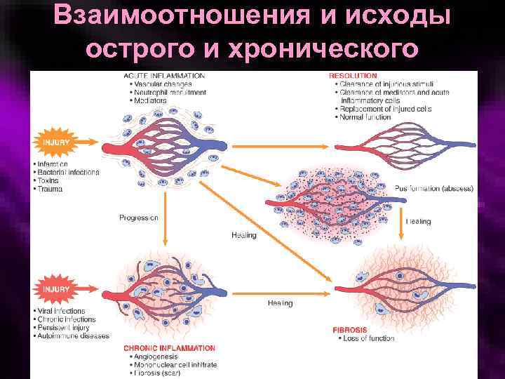 Взаимоотношения и исходы острого и хронического воспаления 