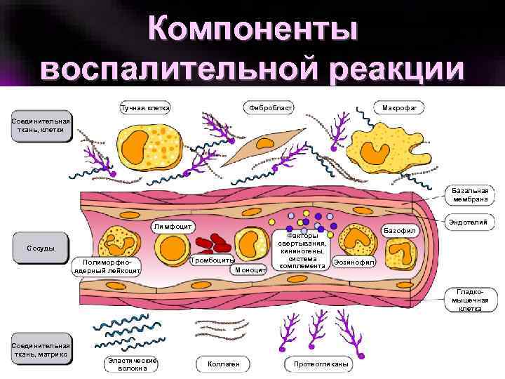 Реакция клеток. Компоненты воспалительной реакции. Основные компоненты воспалительной реакции.