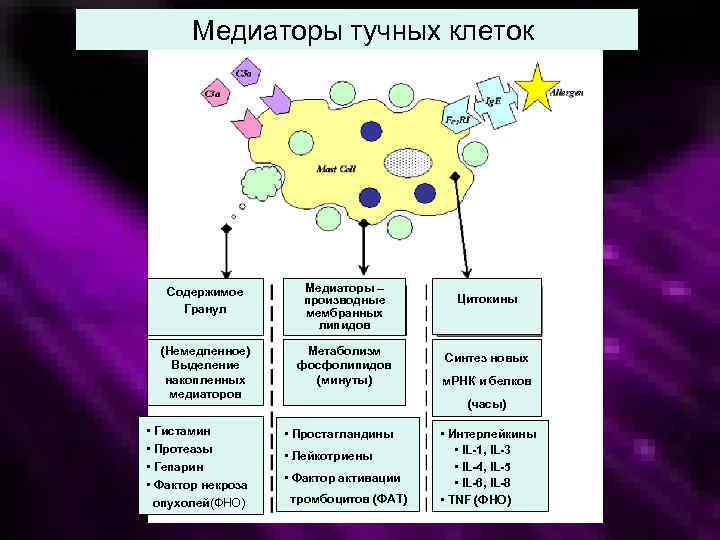 Медиаторы тучных клеток Содержимое Гранул Медиаторы – производные мембранных липидов (Немедленное) Выделение накопленных медиаторов