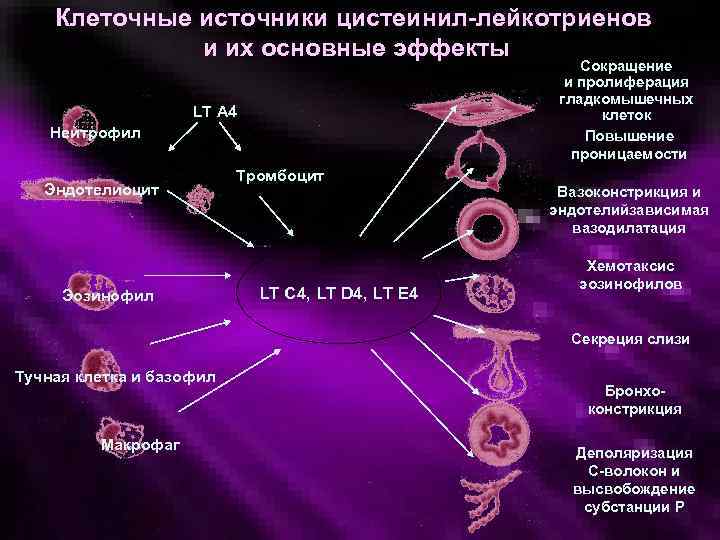 Клеточные источники. Пролиферация гладкомышечных клеток. Эффекты лейкотриенов. Цистеинил лейкотриены. Феномен Артюса патофизиология.