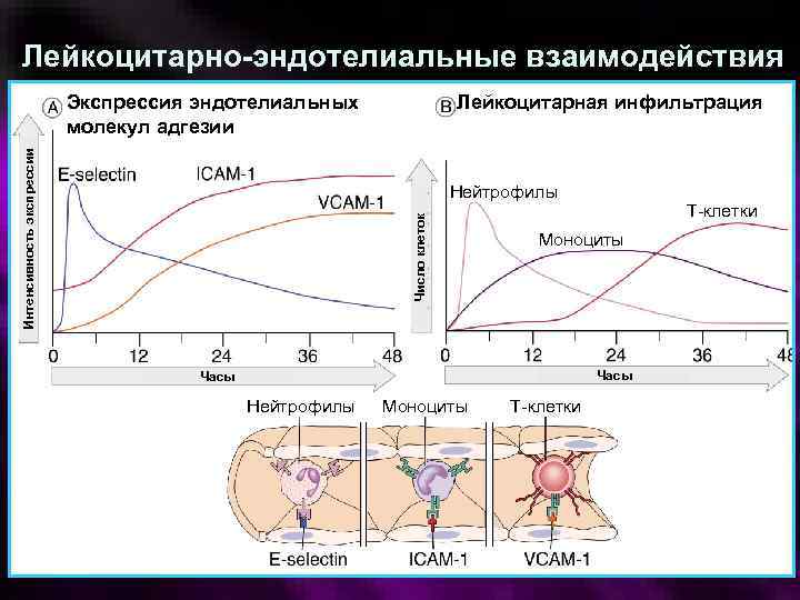 Лейкоцитарно-эндотелиальные взаимодействия Интенсивность экспрессии Экспрессия эндотелиальных молекул адгезии Лейкоцитарная инфильтрация Число клеток Нейтрофилы Т-клетки