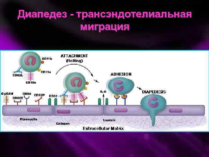 Диапедез - трансэндотелиальная миграция 