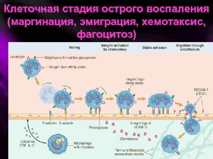 Клеточная стадия острого воспаления (маргинация, эмиграция, хемотаксис, фагоцитоз) 