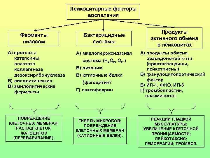 Лейкоцитарные факторы воспаления Ферменты лизосом А) протеазы катепсины эластаза коллагеназа дезоксирибонуклеаза Б) липолитические В)