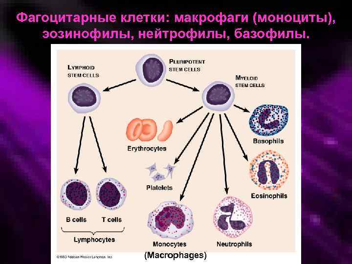 Фагоцитарные клетки: макрофаги (моноциты), эозинофилы, нейтрофилы, базофилы. (Macrophages) 