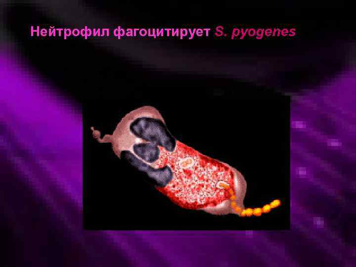 Нейтрофил фагоцитирует S. pyogenes 