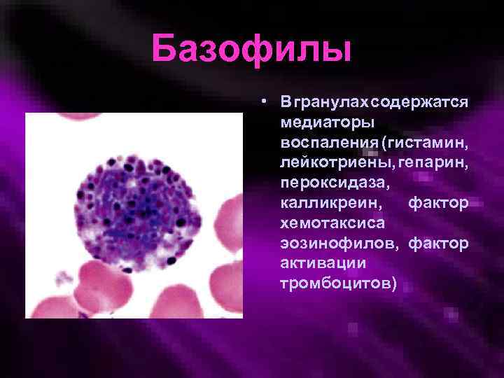 Базофилы • В гранулах содержатся медиаторы воспаления (гистамин, лейкотриены, гепарин, пероксидаза, калликреин, фактор хемотаксиса