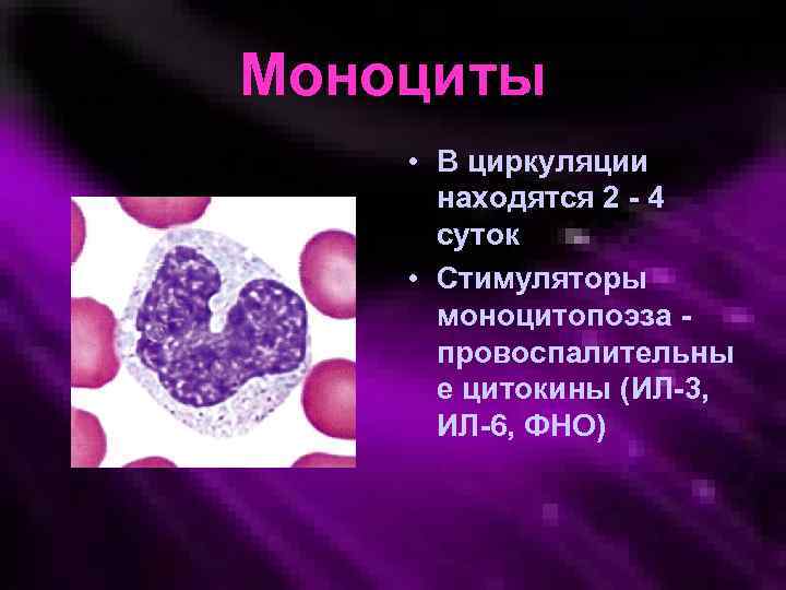 Моноциты • В циркуляции находятся 2 - 4 суток • Стимуляторы моноцитопоэза провоспалительны е