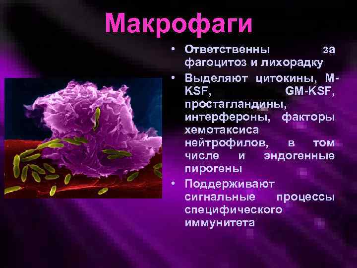 Макрофаги • Ответственны за фагоцитоз и лихорадку • Выделяют цитокины, MKSF, GM-KSF, простагландины, интерфероны,