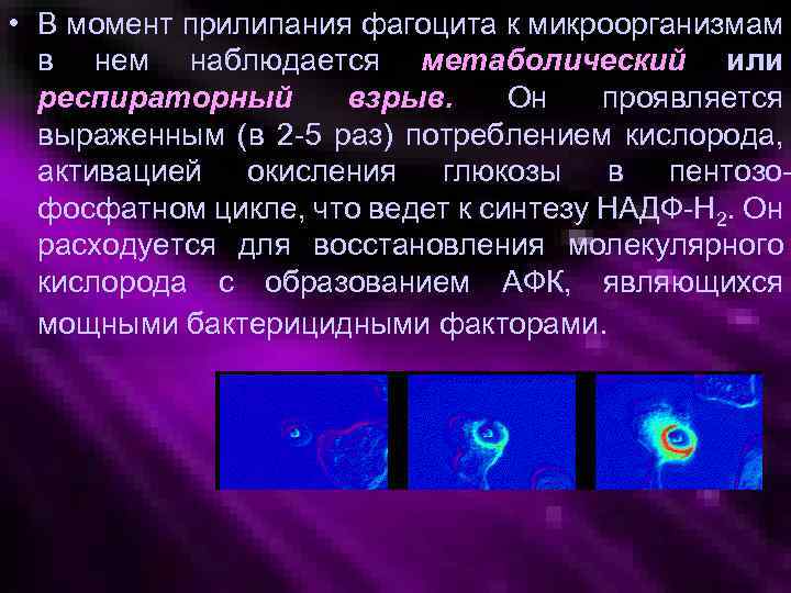  • В момент прилипания фагоцита к микроорганизмам в нем наблюдается метаболический или респираторный