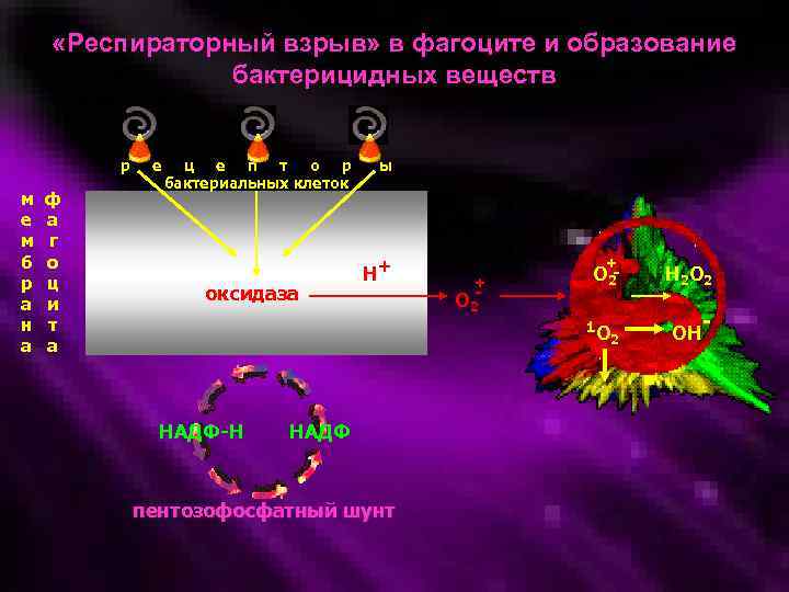  «Респираторный взрыв» в фагоците и образование бактерицидных веществ р м е м б