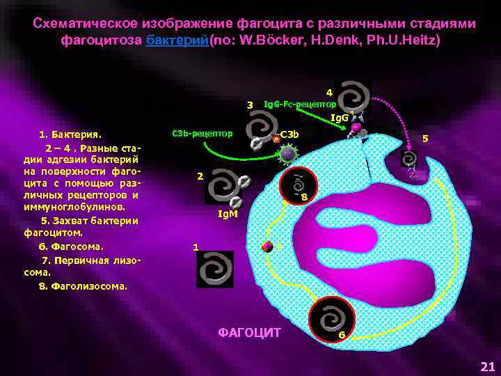 Схематическое изображение фагоцита с различными стадиями фагоцитоза бактерий(по: W. Böcker, H. Denk, Ph. U.