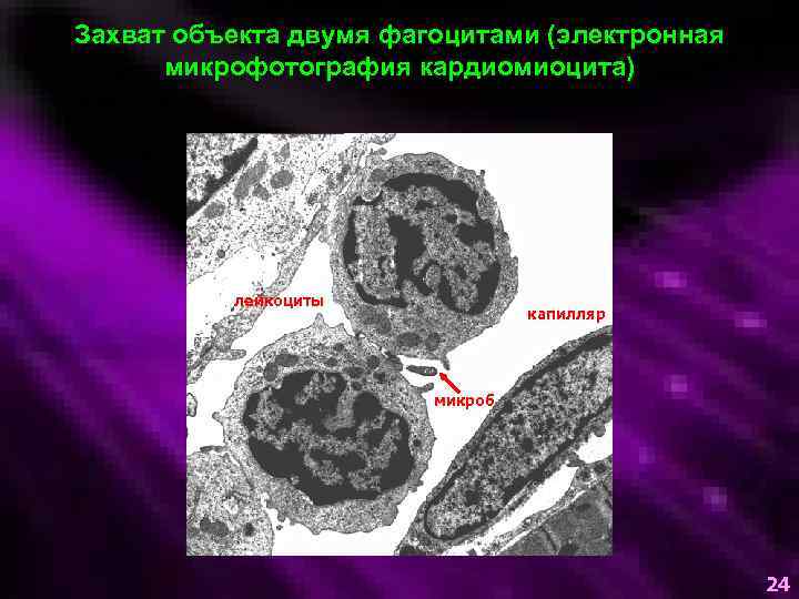 Захват объекта двумя фагоцитами (электронная микрофотография кардиомиоцита) лейкоциты капилляр микроб 24 