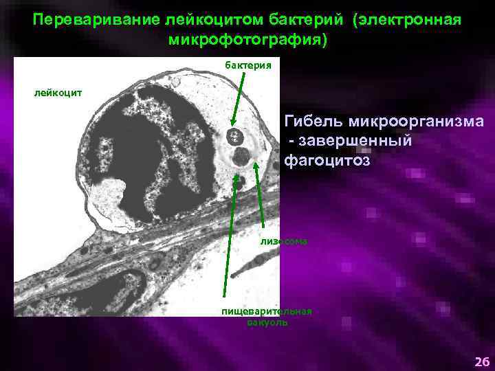 Переваривание лейкоцитом бактерий (электронная микрофотография) бактерия лейкоцит Гибель микроорганизма - завершенный фагоцитоз лизосома пищеварительная