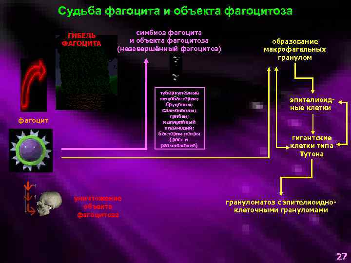 Судьба фагоцита и объекта фагоцитоза ГИБЕЛЬ ФАГОЦИТА симбиоз фагоцита и объекта фагоцитоза (незавершённый фагоцитоз)