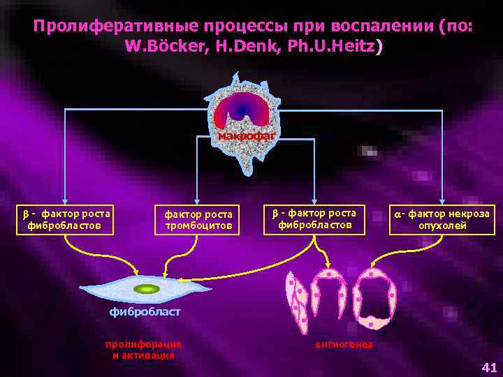 Пролиферативные процессы при воспалении (по: W. Böcker, H. Denk, Ph. U. Heitz) макрофаг -