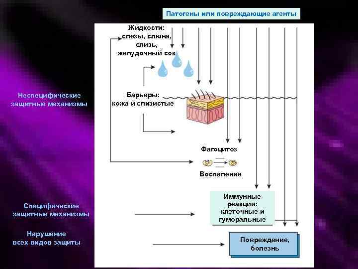 Патогены или повреждающие агенты Жидкости: слезы, слюна, слизь, желудочный сок Неспецифические защитные механизмы Барьеры: