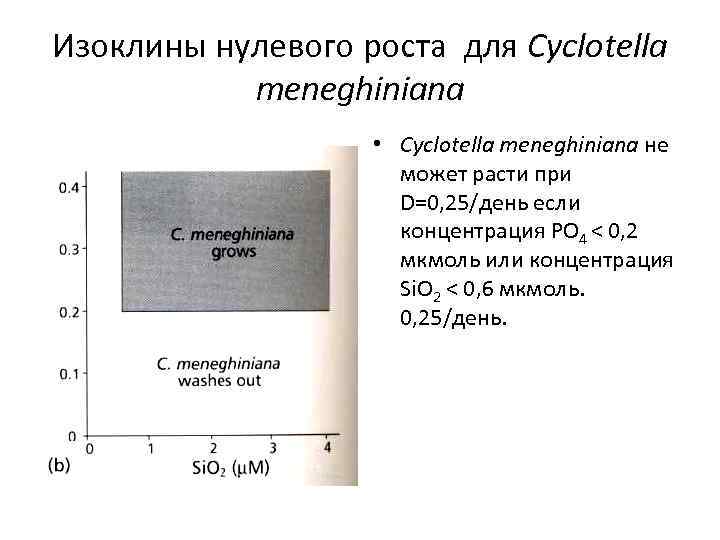 Изоклины нулевого роста для Cyclotella meneghiniana • Cyclotella meneghiniana не может расти при D=0,