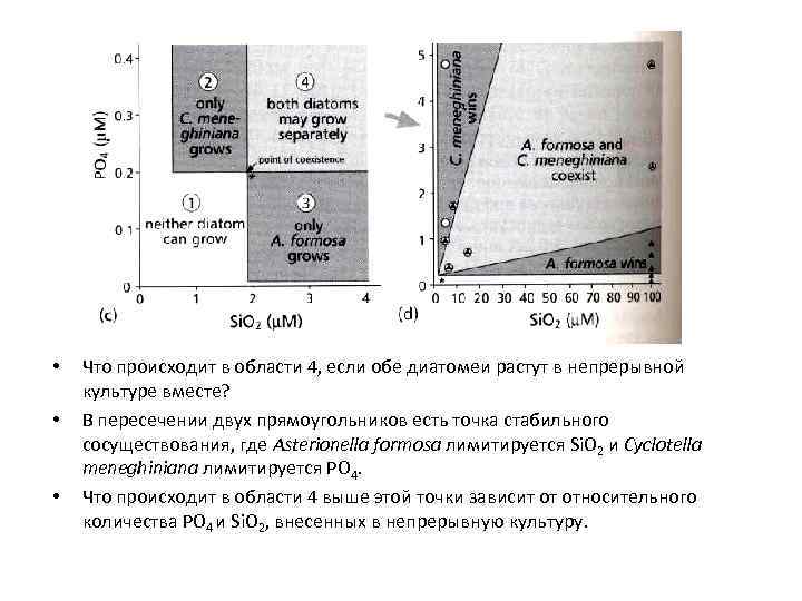  • • • Что происходит в области 4, если обе диатомеи растут в