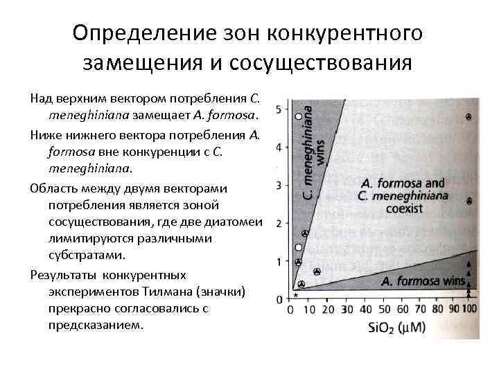 Определение зон конкурентного замещения и сосуществования Над верхним вектором потребления С. meneghiniana замещает A.