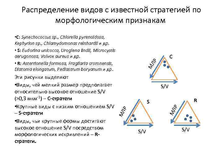 Распределение видов с известной стратегией по морфологическим признакам • С: Synechococcus sp. , Chlorella