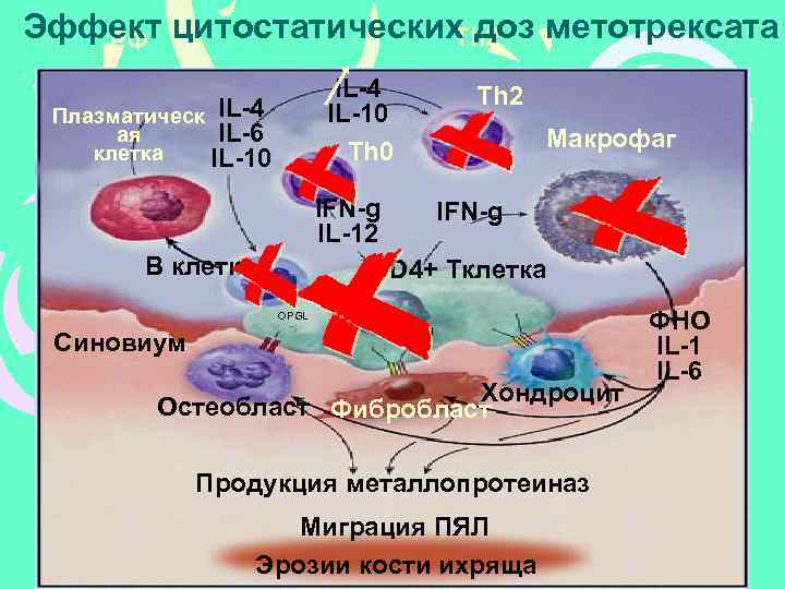 Эффект цитостатических доз метотрексата Th 2 РФ IL-4 IL-10 Th 0 Плазматическ IL-4 IL-6