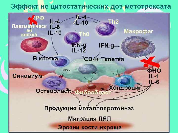 Эффект не цитостатических доз метотрексата Th 2 РФ IL-4 IL-10 РФ IL-4 Плазматическ IL-6