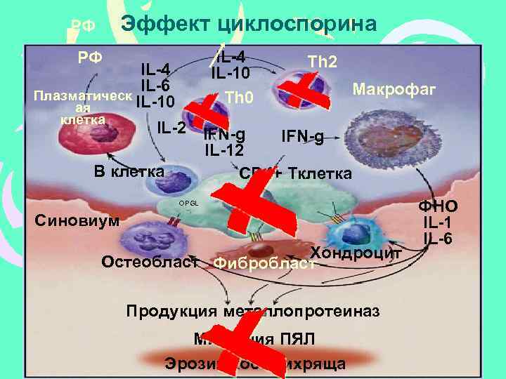 Th 2 Эффект циклоспорина РФ IL-4 IL-10 Th 0 РФ IL-4 IL-6 Плазматическ IL-10