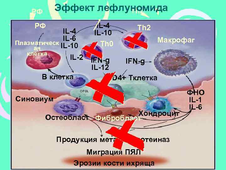 Эффект лефлуномида Th 2 РФ IL-4 IL-10 Th 0 РФ IL-4 IL-6 Плазматическ IL-10