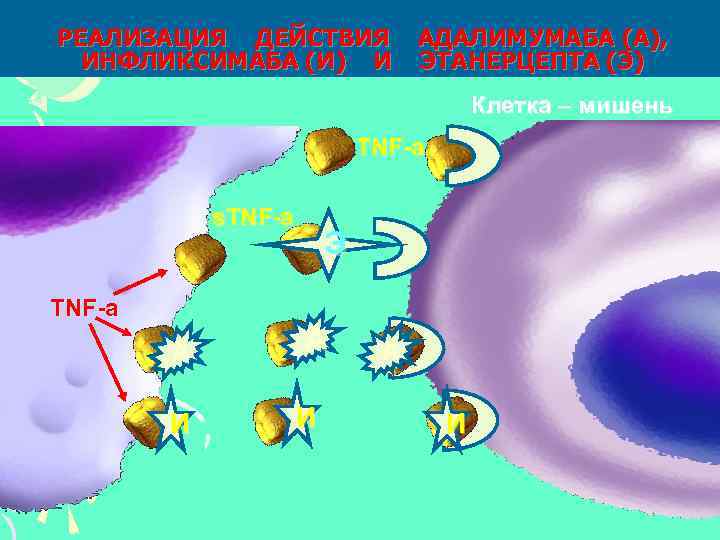 РЕАЛИЗАЦИЯ ДЕЙСТВИЯ ИНФЛИКСИМАБА (И) И АДАЛИМУМАБА (А), ЭТАНЕРЦЕПТА (Э) Клетка – мишень TNF-a s.