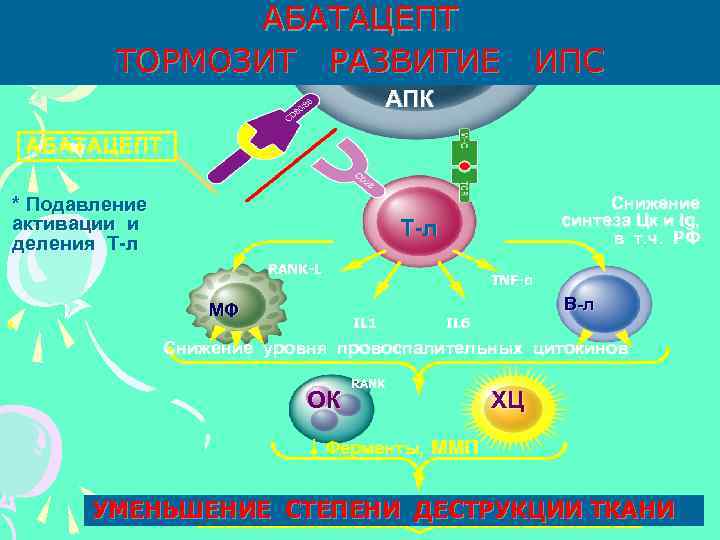 АБАТАЦЕПТ ТОРМОЗИТ РАЗВИТИЕ ИПС АПК АБАТАЦЕПТ * Подавление активации и деления Т-л Снижение синтеза