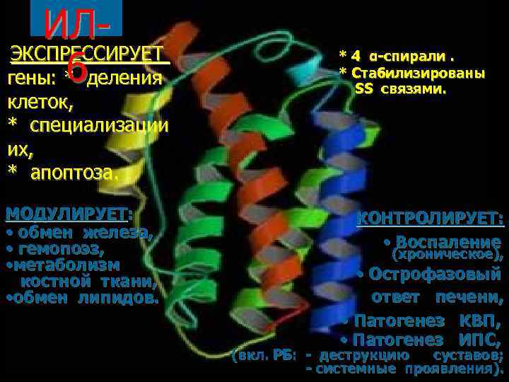 ИЛЭКСПРЕССИРУЕТ 6 гены: * деления клеток, * специализации их, * апоптоза. МОДУЛИРУЕТ: • обмен