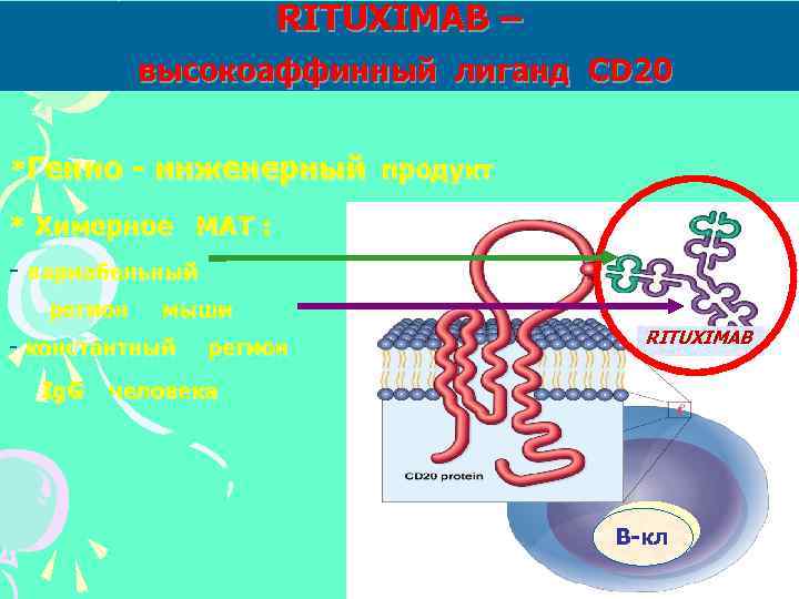 RITUXIMAB – высокоаффинный лиганд СD 20 *Генно - инженерный продукт * Химерное МАТ :