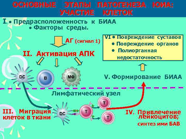 ОСНОВНЫЕ ЭТАПЫ ПАТОГЕНЕЗА ЮИА: УЧАСТИЕ КЛЕТОК I. • Предрасположенность к БИАА • II. Факторы