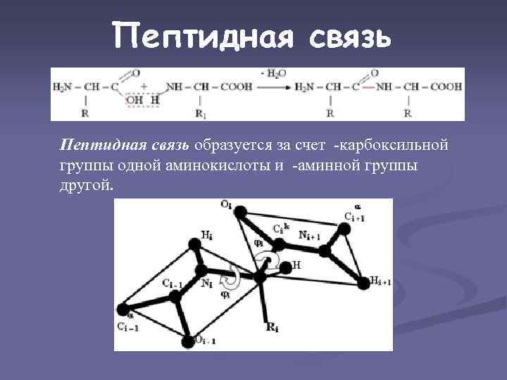 Пептидная связь образуется за счет -карбоксильной группы одной аминокислоты и -аминной группы другой. 