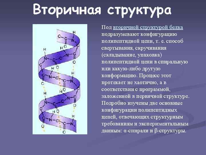 Вторичная структура белка форма. Альфа и бета спираль вторичной структуры белка. Водородные связи в 2 структуре белка. Спиралевидная структура белка. Вторичная структура белка гармошка.