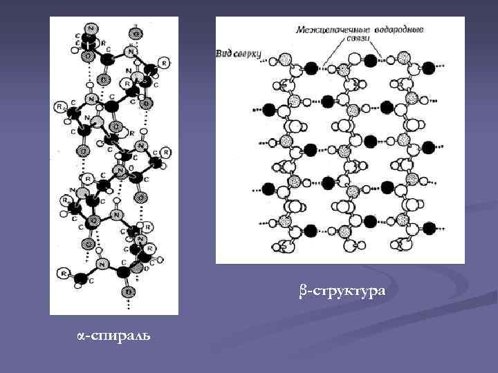 β-структура α-спираль 